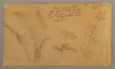 Fern Studies by Frederic Edwin Church